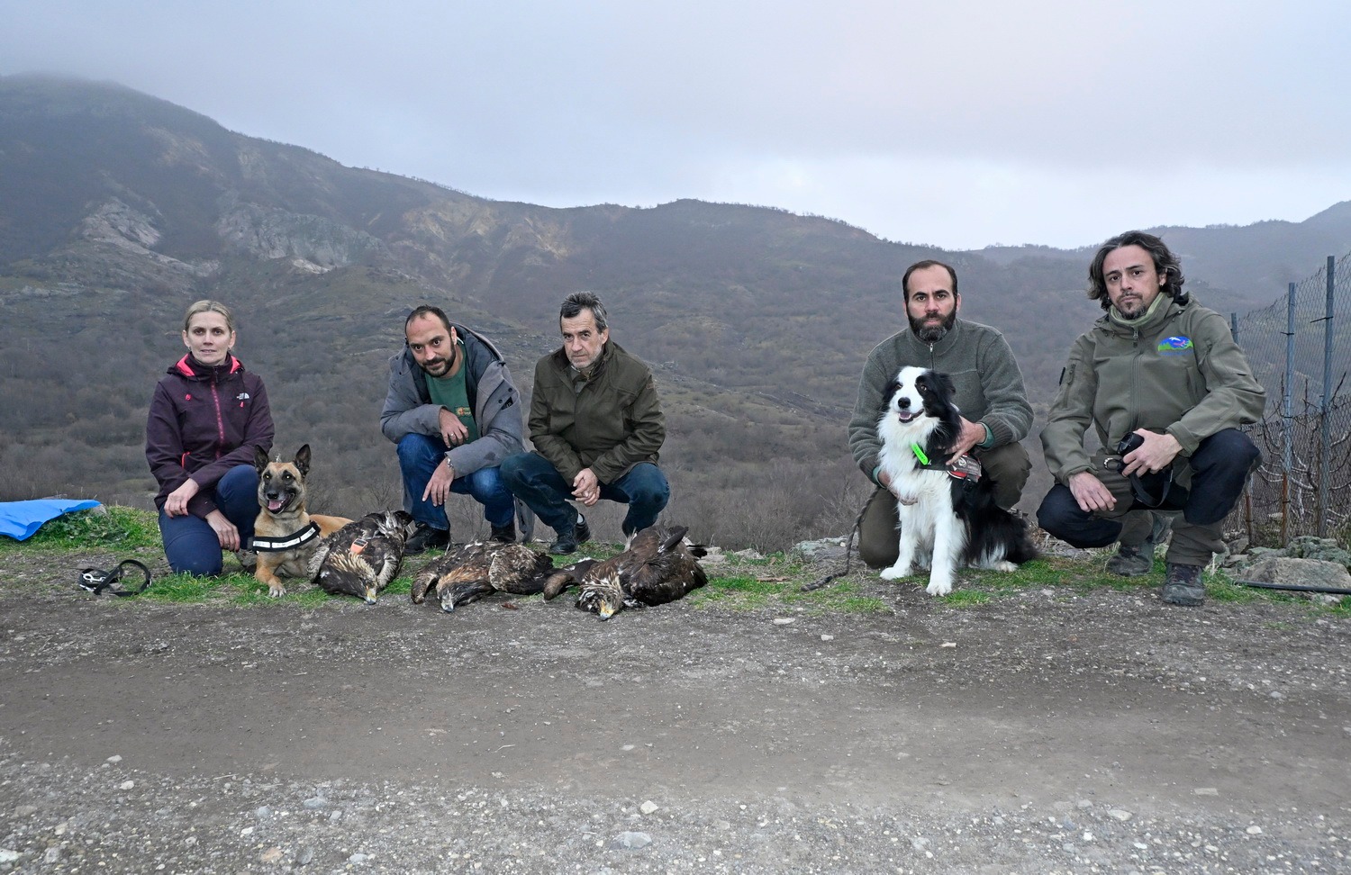 «Τηλεδηλητηρίαση η πιθανότερη αιτία θανάτου μιας οικογένειας σπάνιων Χρυσαετών»-3