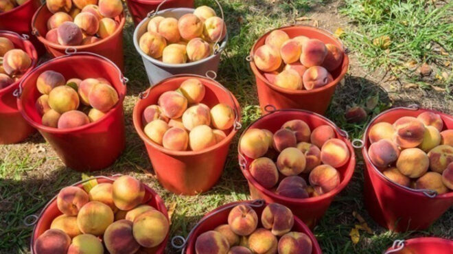 παραμορφωμένα-ροδάκινα-τον-φεβρουάρ-563444215