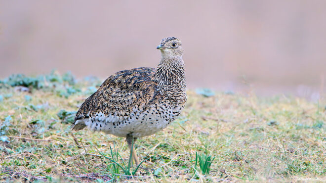 οι-χαμωτίδες-επέστρεψαν-στο-δέλτα-του-563416810