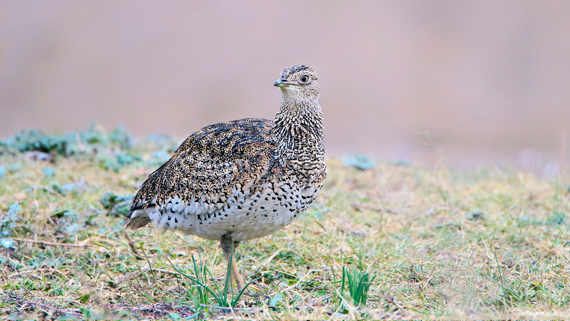 οι-χαμωτίδες-επέστρεψαν-στο-δέλτα-του-563416810