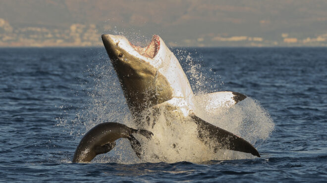 καρχαρίες-φαφούτηδες-τι-απειλεί-το-563441527