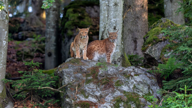 σκωτία-η-αστυνομία-αναζητά-δύο-λύγκες-563411797