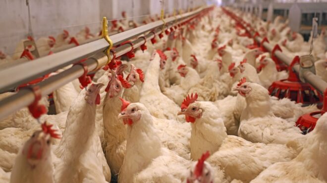 πορτογαλία-eστία-της-γρίπης-των-πτηνών-563405104