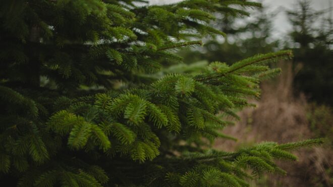 η-σουηδία-απαντά-στο-βέλγιο-τα-έλατα-τ-563407057