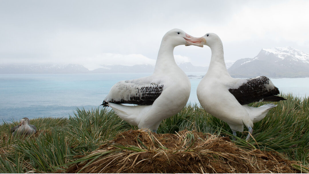 γιατί-xωρίζουν-τα-ζώα-563400679