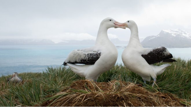 γιατί-xωρίζουν-τα-ζώα-563400679