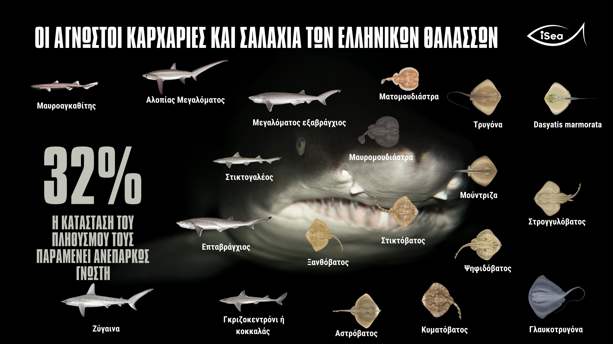 Οι άγνωστοι καρχαρίες των ελληνικών θαλασσών-3