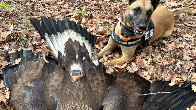 τηλεδηλητηρίαση-η-πιθανότερη-αιτία-563418499