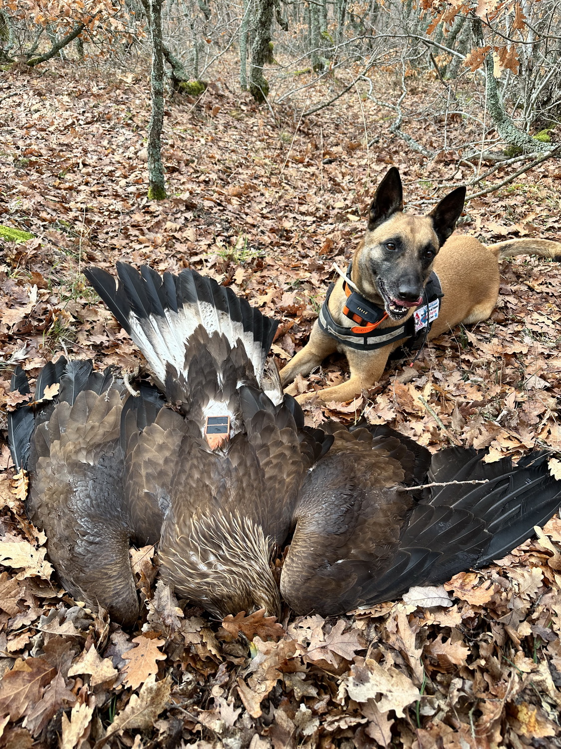 τηλεδηλητηρίαση-η-πιθανότερη-αιτία-563418499