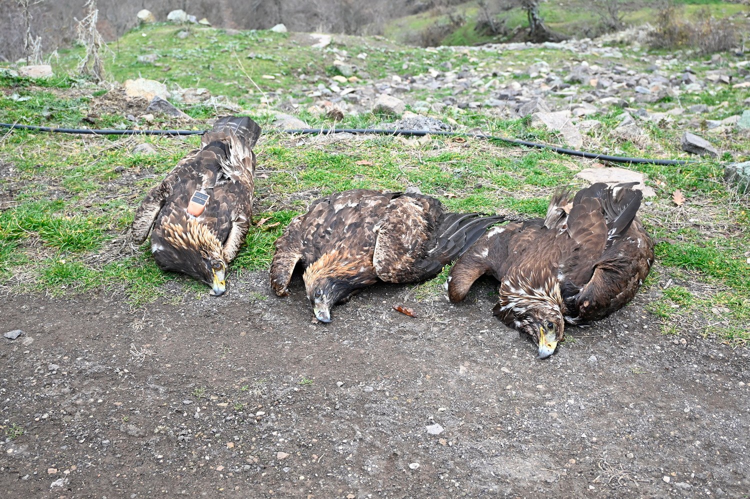 «Τηλεδηλητηρίαση η πιθανότερη αιτία θανάτου μιας οικογένειας σπάνιων Χρυσαετών»-1