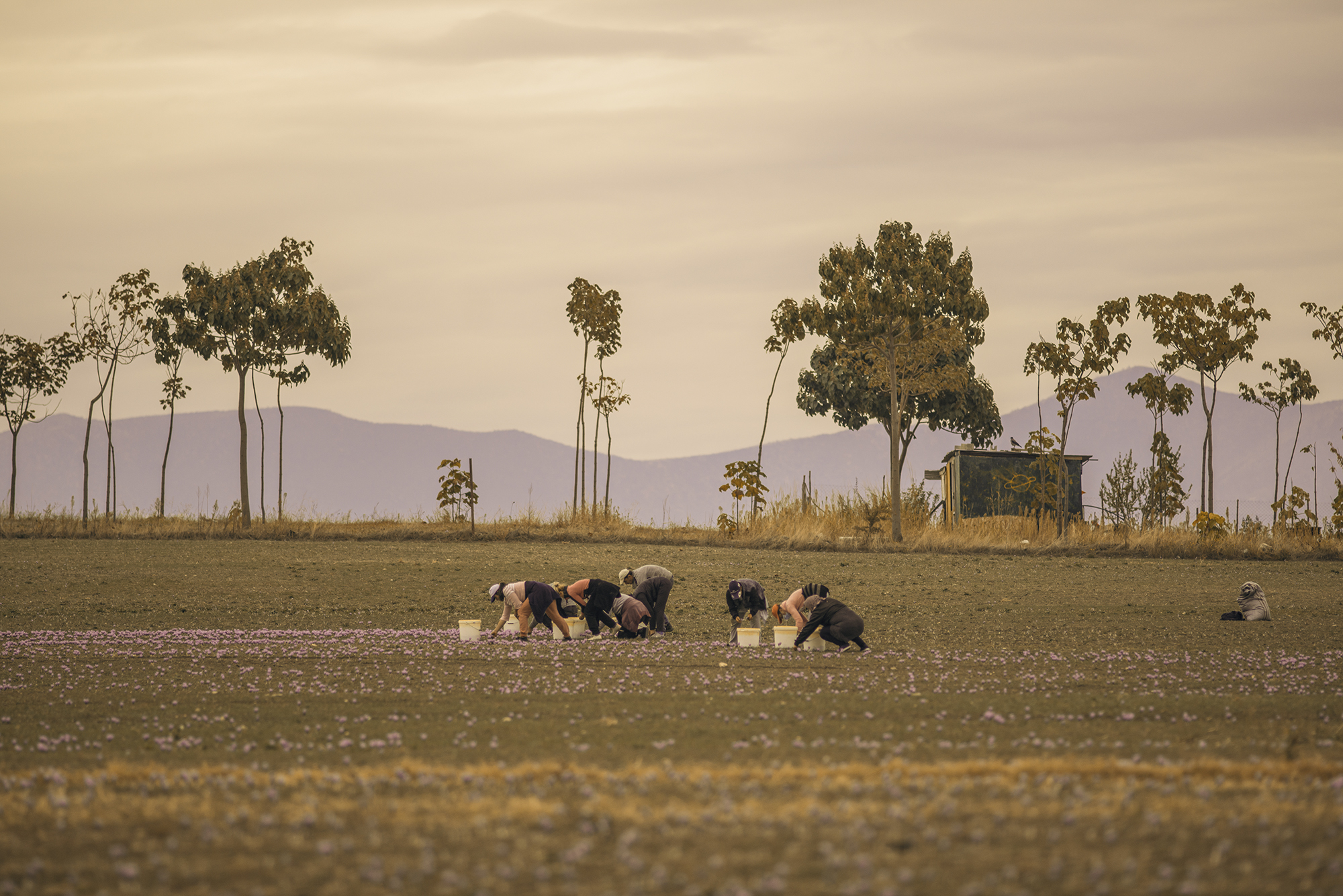 Κροκοχώρια Κοζάνης: «Τα άνθη είναι κομμάτι της ζωής μας»-7
