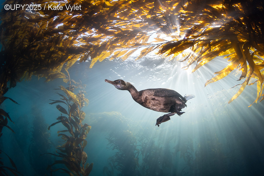 Ετήσιος διαγωνισμός υποβρύχιας φωτογραφίας: Ο πλούτος κάτω από την επιφάνεια του νερού-11