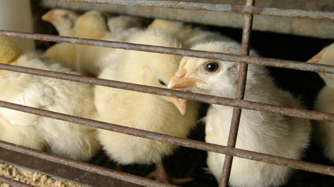 νέα-υόρκη-κλείνουν-οι-αγορές-ζωντανών-563458732