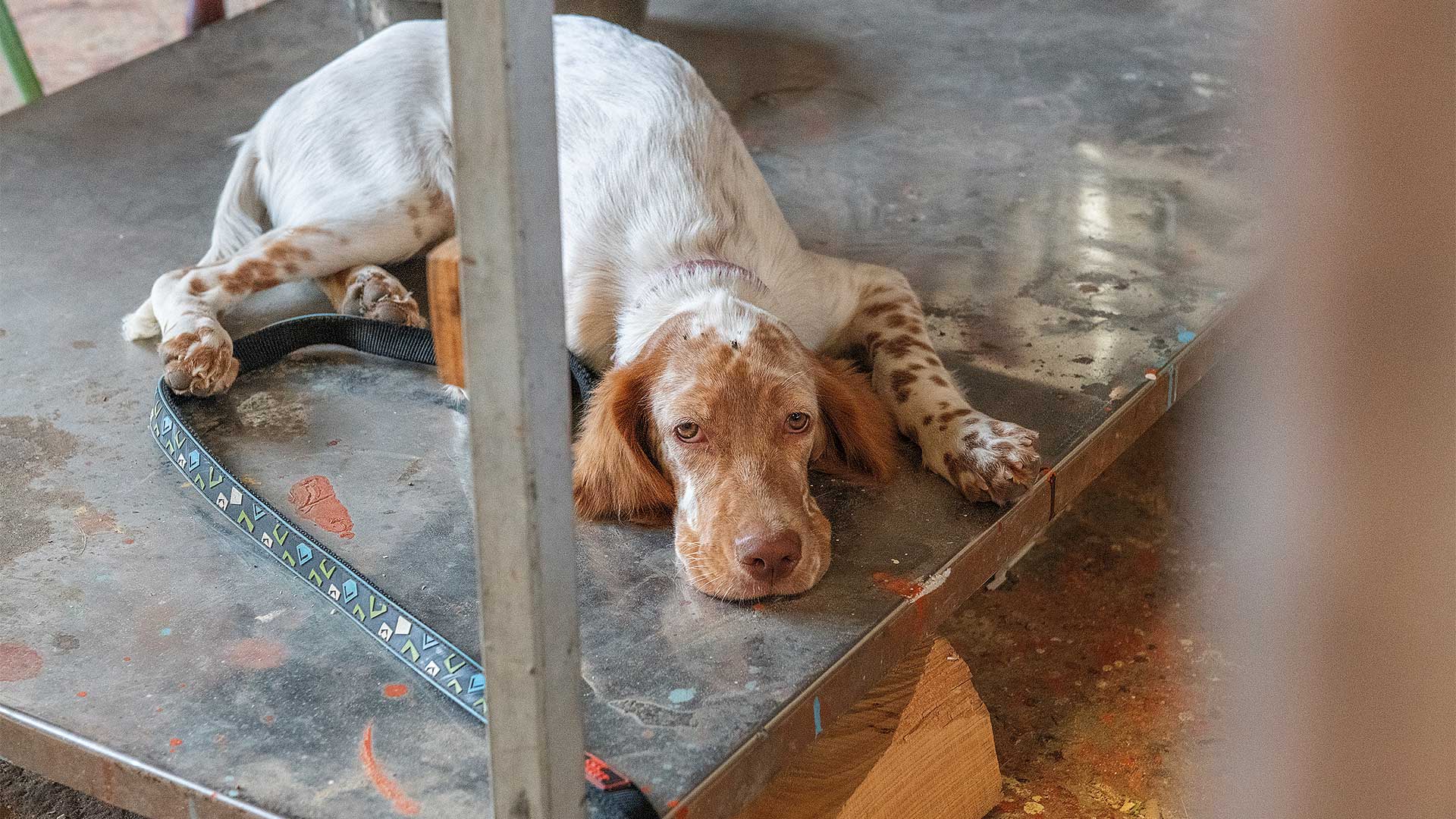 Σύρος: Η καρδιά της ελληνικής ξυλοναυπηγικής χτυπά ακόμη-7