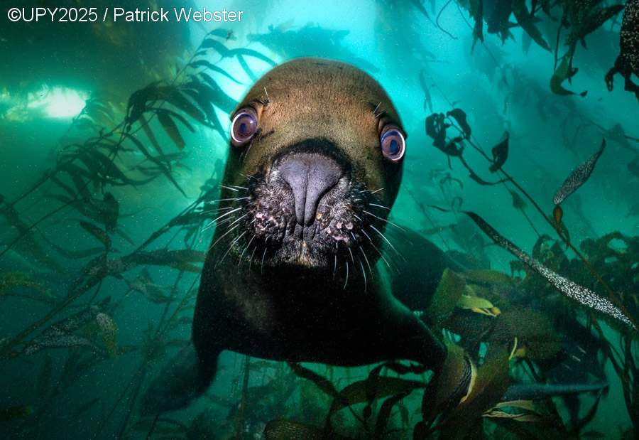 Ετήσιος διαγωνισμός υποβρύχιας φωτογραφίας: Ο πλούτος κάτω από την επιφάνεια του νερού-7