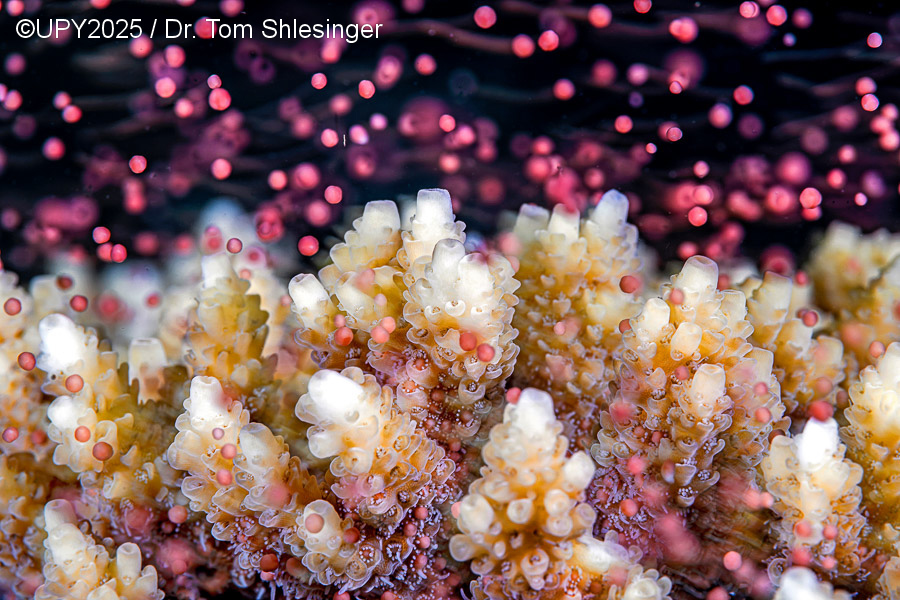 Ετήσιος διαγωνισμός υποβρύχιας φωτογραφίας: Ο πλούτος κάτω από την επιφάνεια του νερού-9