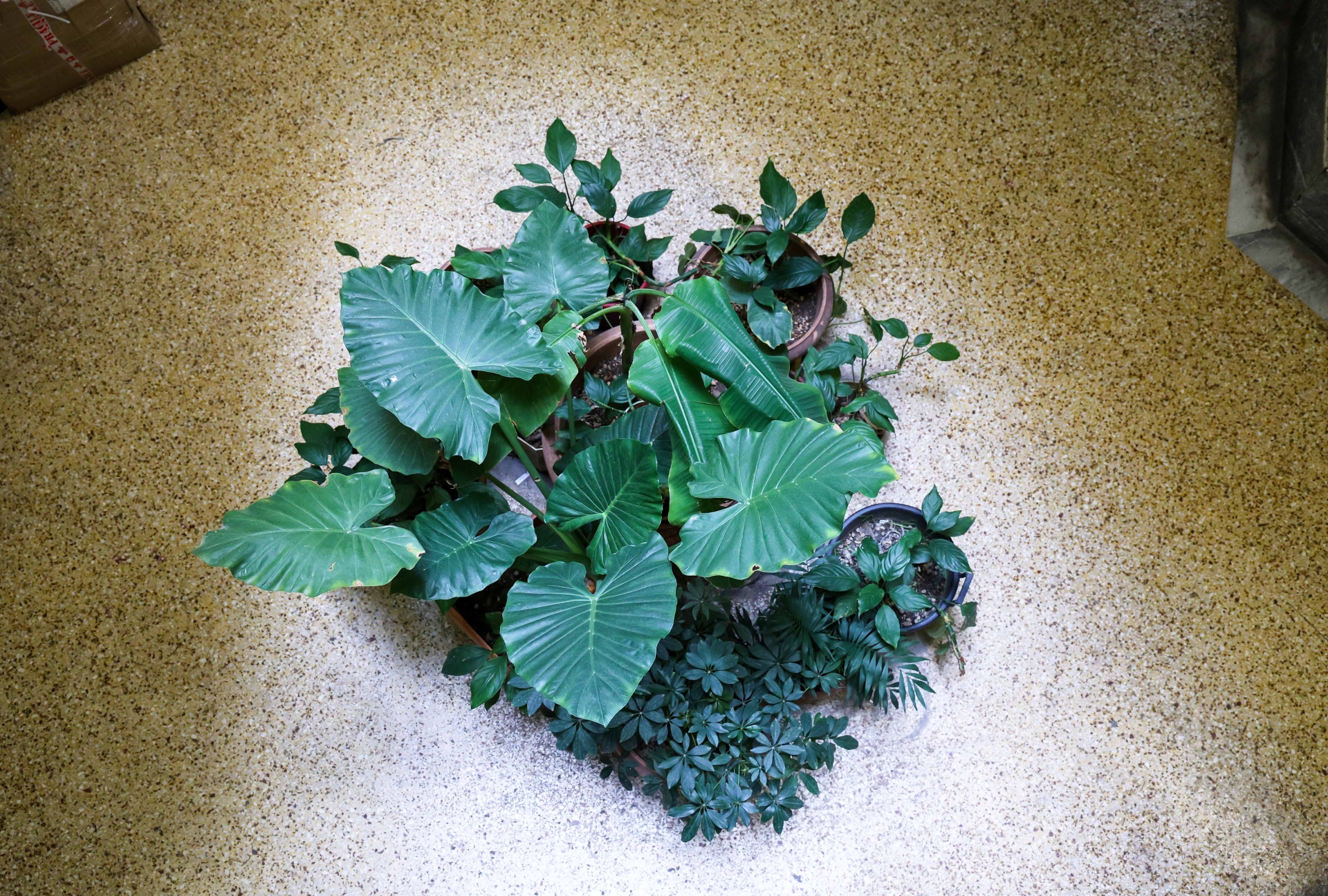 Στοά Ανατολής: «Μέκκα» της τυπογραφίας και στέκι της Μελίνας-7