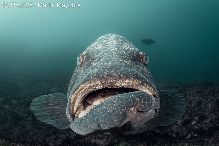 Ετήσιος διαγωνισμός υποβρύχιας φωτογραφίας: Ο πλούτος κάτω από την επιφάνεια του νερού-10
