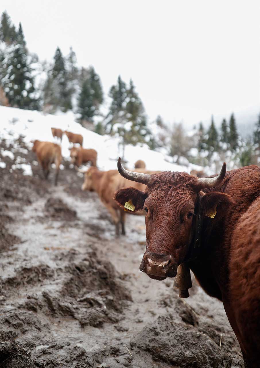 Ασπροπόταμος: Στα ίχνη των Βλάχων και των καμινάδων-9