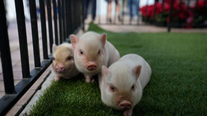 δανία-καλλιτέχνης-άφησε-γουρουνάκια-563494144