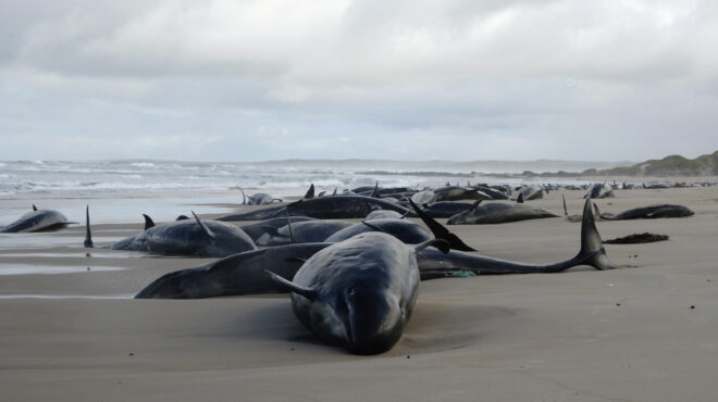 τασμανία-ευθανασία-σε-δεκάδες-κήτη-πο-563476669
