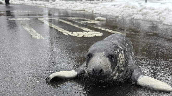 τι-γυρεύει-ένα-μωρό-φωκάκι-στη-μεγάλη-π-563476393
