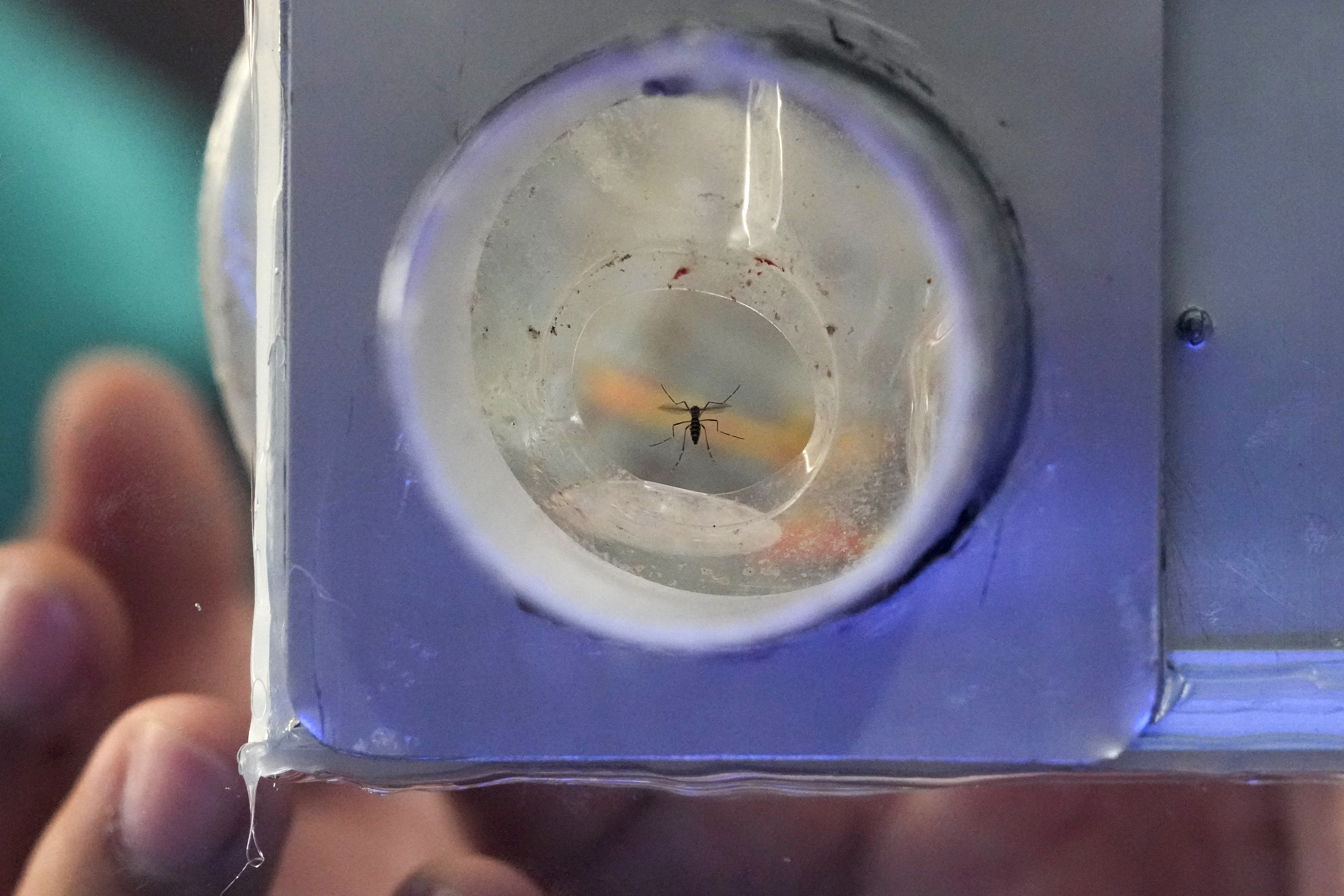 Οι Φιλιππινέζοι «επικήρυξαν» τα κουνούπια – «1 πέσο για 5 έντομα»-2