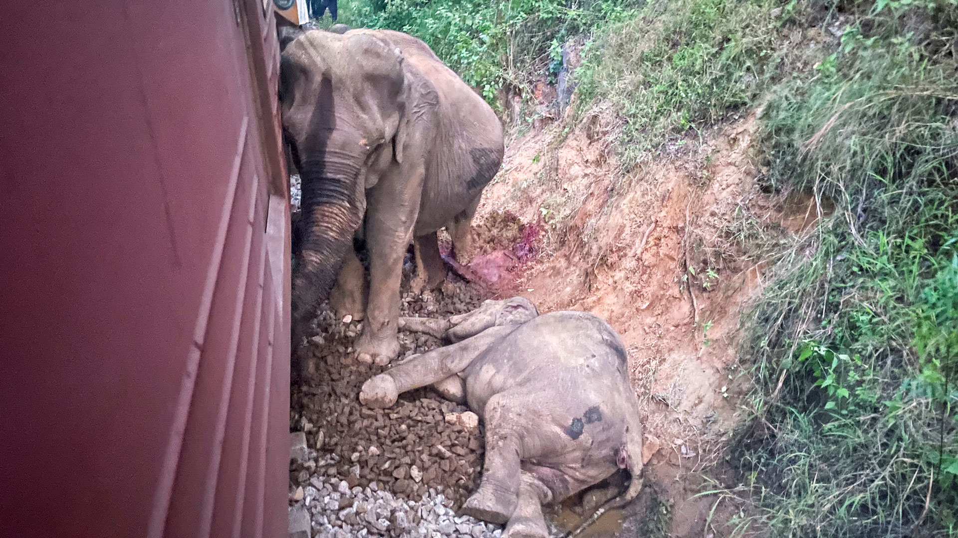 Σρι Λάνκα: Εξι ελέφαντες σκοτώθηκαν σε σύγκρουση με τρένο-1