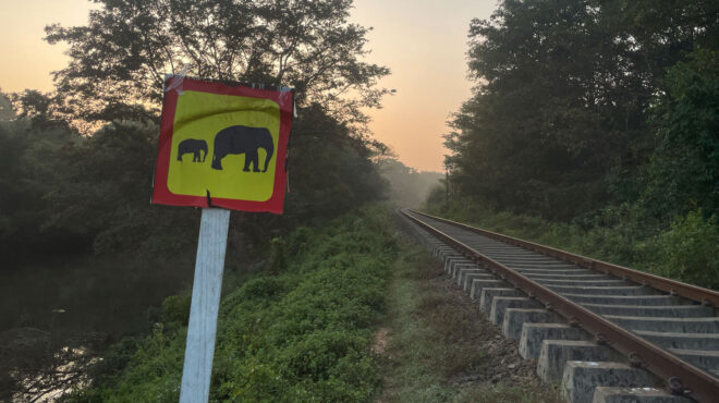 σρι-λάνκα-εξι-ελέφαντες-σκοτώθηκαν-σε-563479153