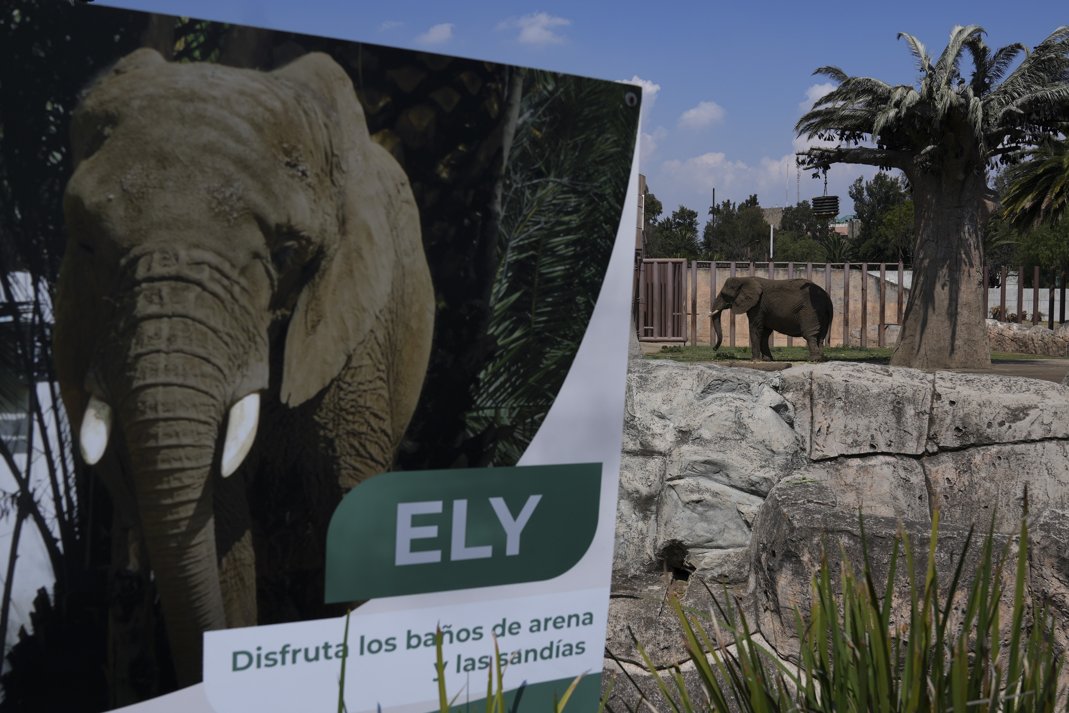 Μεξικό: Το Ανώτατο Δικαστήριο δικαίωσε τον «πιο θλιμμένο ελέφαντα στον κόσμο»-4