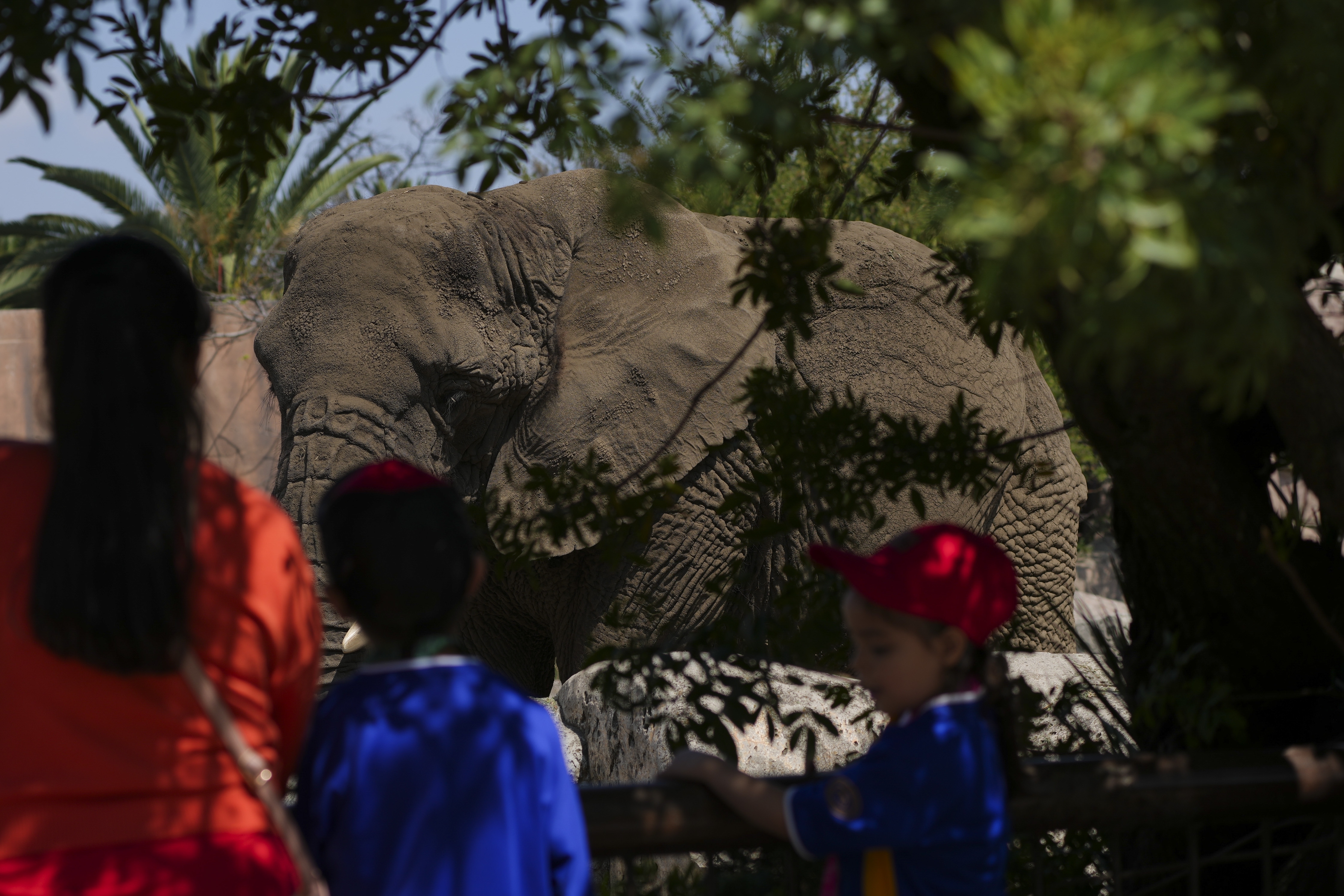 Μεξικό: Το Ανώτατο Δικαστήριο δικαίωσε τον «πιο θλιμμένο ελέφαντα στον κόσμο»-2
