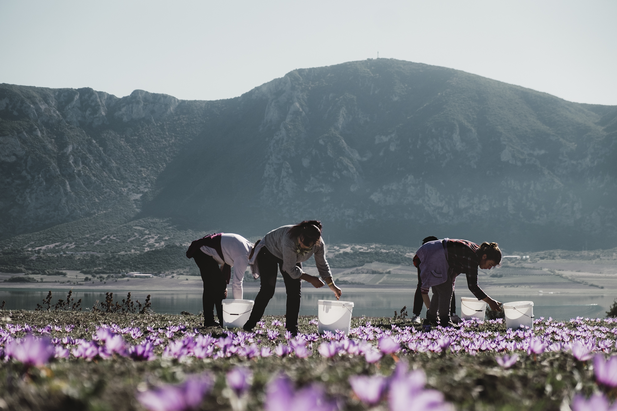 Κροκοχώρια Κοζάνης: «Τα άνθη είναι κομμάτι της ζωής μας»-5