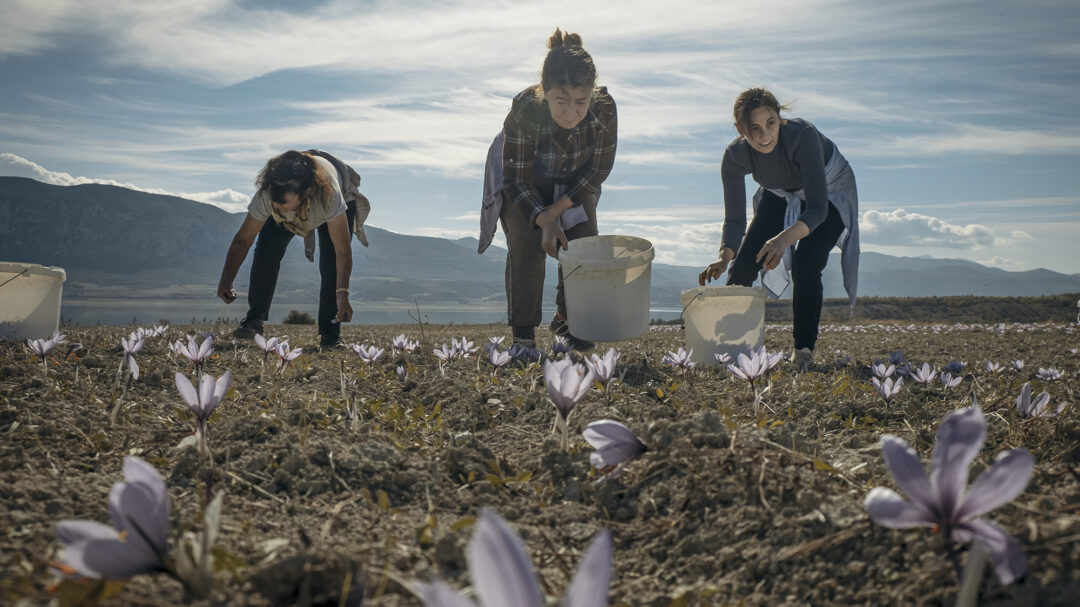 κροκοχώρια-κοζάνης-τα-άνθη-είναι-κομ-563489740