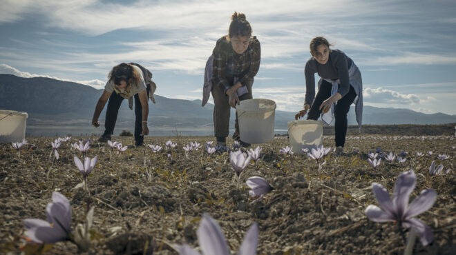 κροκοχώρια-κοζάνης-τα-άνθη-είναι-κομ-563489740