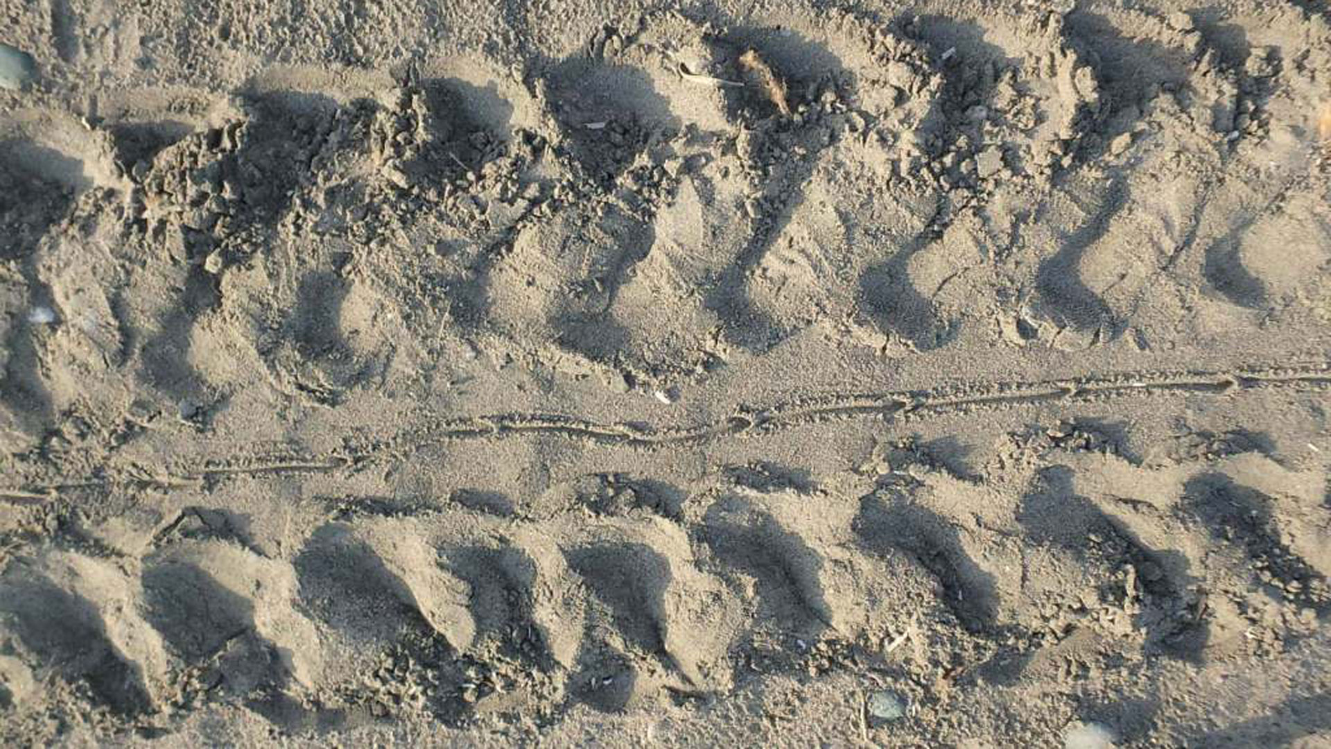 Ρόδος: «Εντοπίστηκε φωλιά πράσινης χελώνας για πρώτη φορά»-1