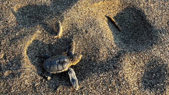 ρόδος-εντοπίστηκε-φωλιά-πράσινης-χε-563464123