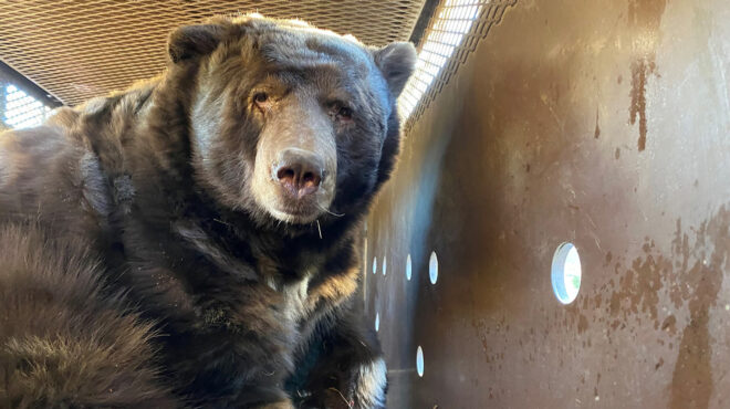 καταληψίας-240-κιλών-επιστρέφοντας-σπ-563455969