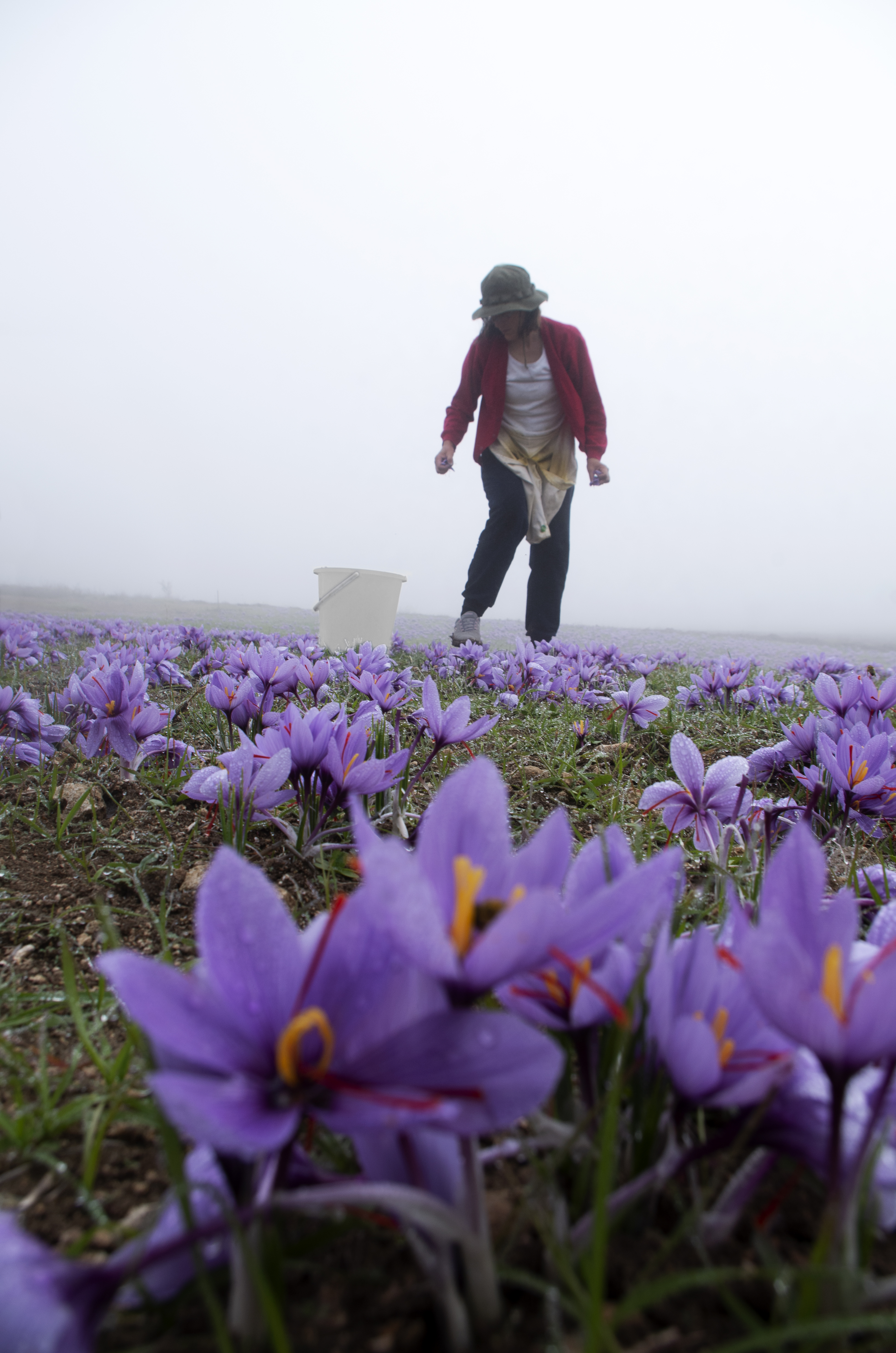Κροκοχώρια Κοζάνης: «Τα άνθη είναι κομμάτι της ζωής μας»-6
