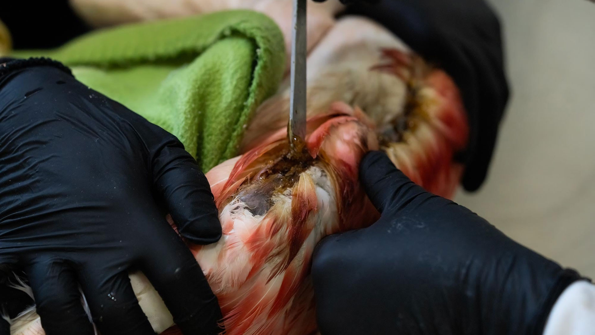 Θεσσαλονίκη: Λαθροκυνηγοί πυροβόλησαν φοινικόπτερο-2