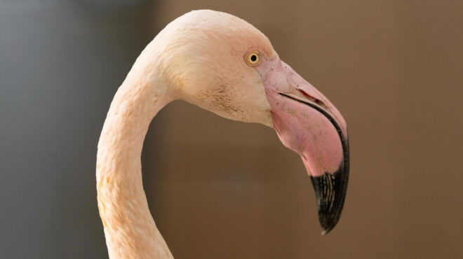 θεσσαλονίκη-λαθροκυνηγοί-πυροβόλησ-563454628