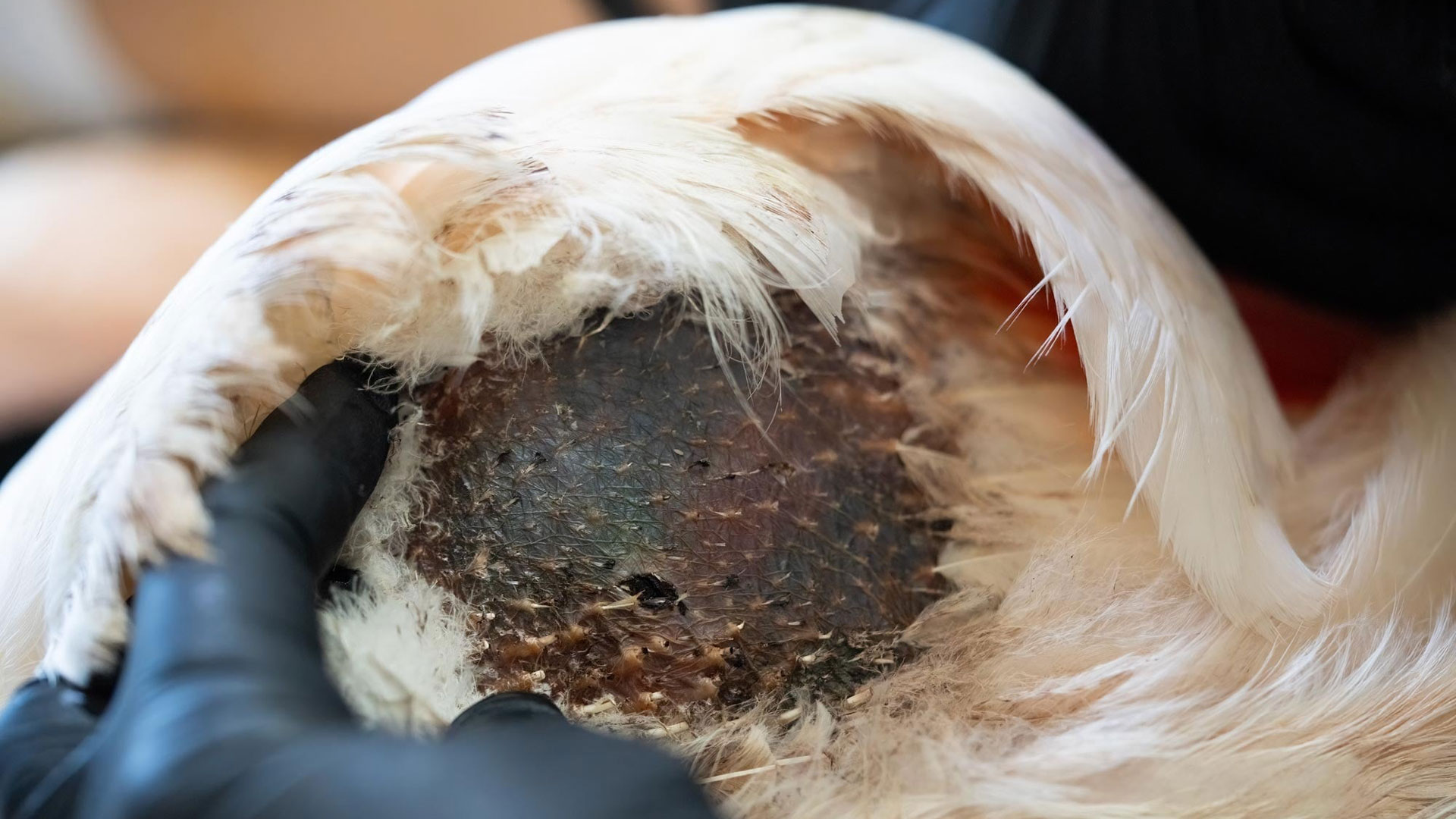 Θεσσαλονίκη: Λαθροκυνηγοί πυροβόλησαν φοινικόπτερο-1