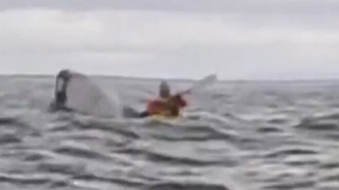 νόμιζα-ότι-ήμουν-νεκρός-φάλαινα-563469085