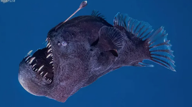 η-πριγκίπισσα-μονονόκε-του-χαγιάο-μιγ-563463772