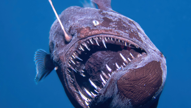 Από τα βάθη του… Nemo στα «ρηχά» της Τενερίφης-1