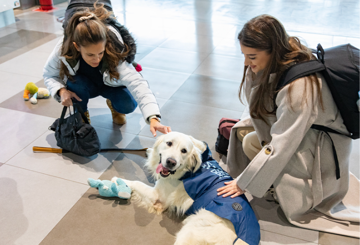 Ντίνο: Ο «σκύλος ζεν» που χαλαρώνει τους επιβάτες με φοβία στις πτήσεις-1