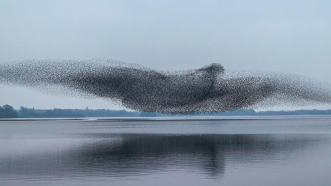 απειλούμενα-είδη-καμπανάκι-των-επι-563470282