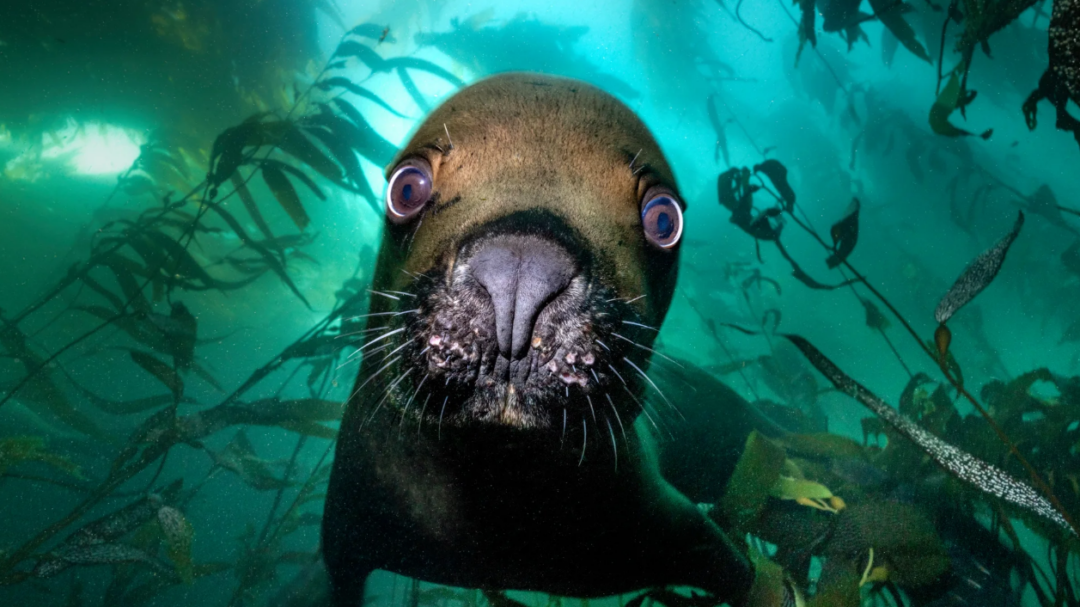 ετήσιος-διαγωνισμός-υποβρύχιας-φωτο-563480548