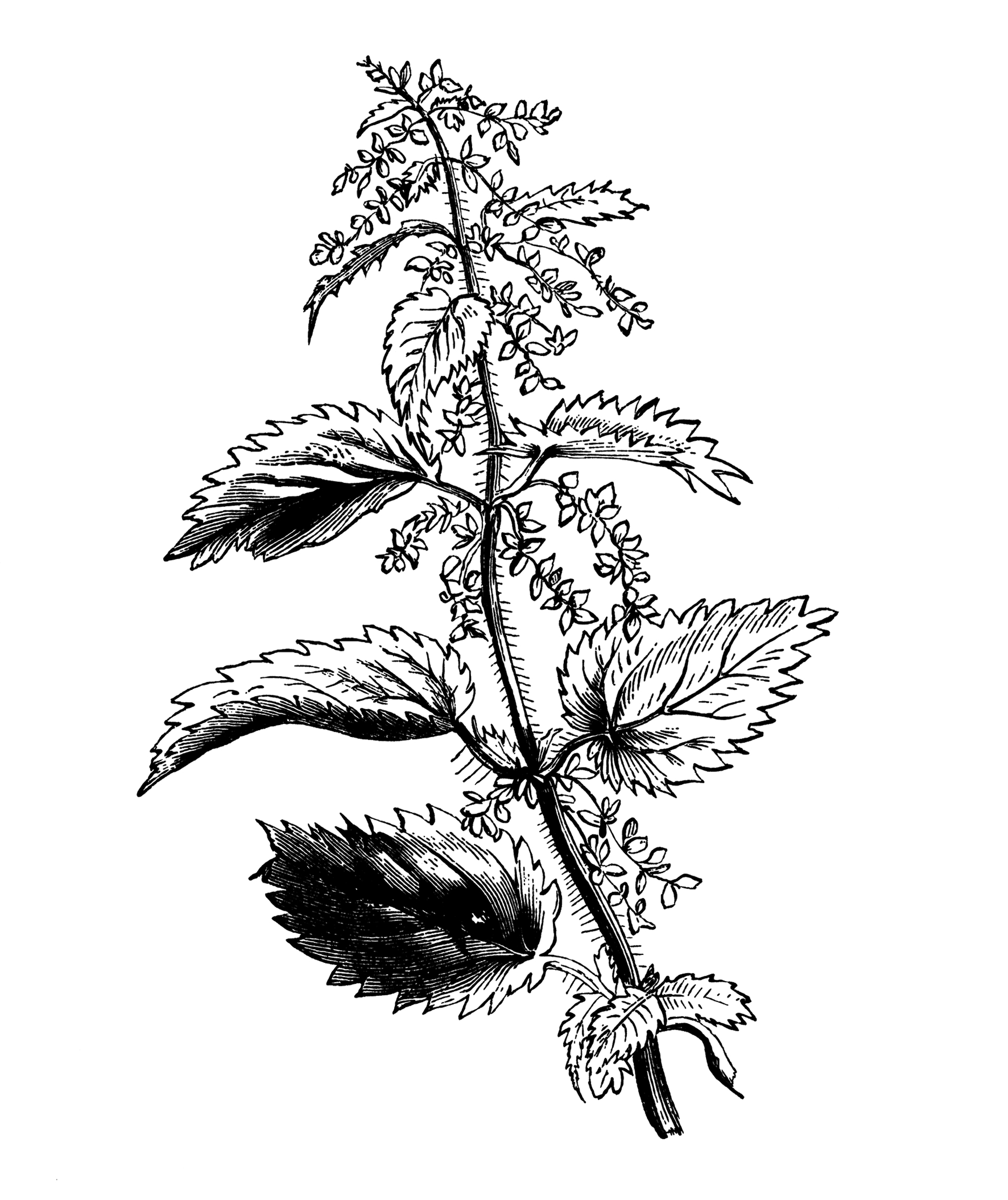 Το «βιάγκρα» των Αρχαίων ήταν αυτό το φυτό-1