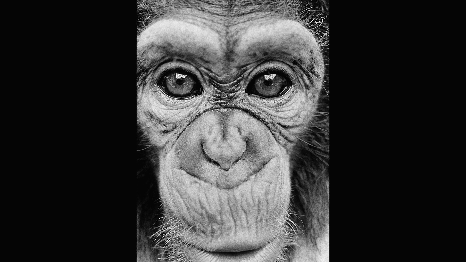 η-τραγική-ιστορία-του-νιμ-του-χιμπαντζ-563468800