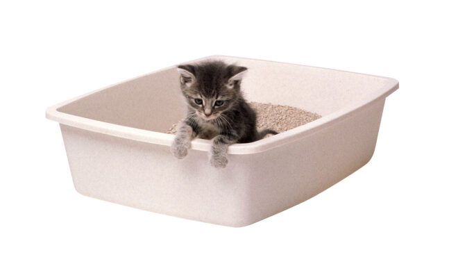 τι-είναι-η-οικολογική-άμμος-για-τις-γάτ-563456749